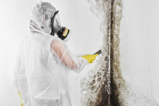 Best Mold Remediation  in Alhambra, CA