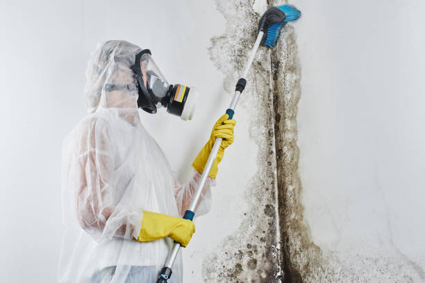 Best Professional Mold Removal  in Alhambra, CA