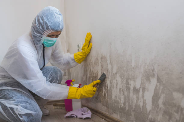 Trusted Alhambra, CA Mold Removal Experts