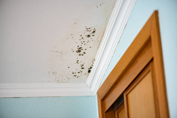 Best Toxic Mold Removal  in Alhambra, CA