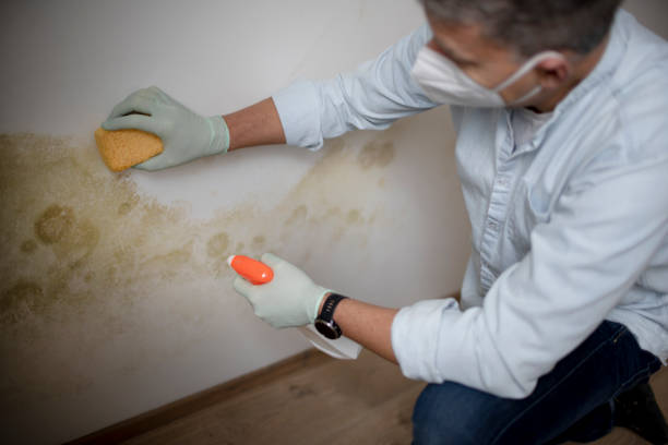 Best Emergency Mold Removal  in Alhambra, CA