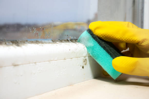 Best Residential Mold Removal  in Alhambra, CA