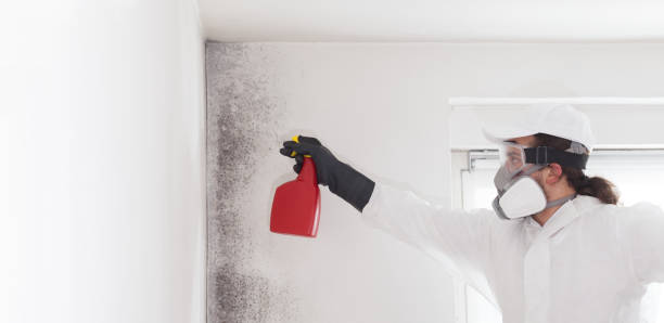 Best Mold Damage Repair  in Alhambra, CA