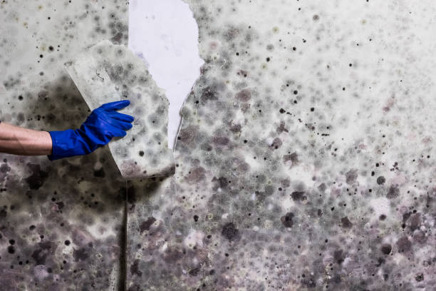 Best Mold Testing  in Alhambra, CA