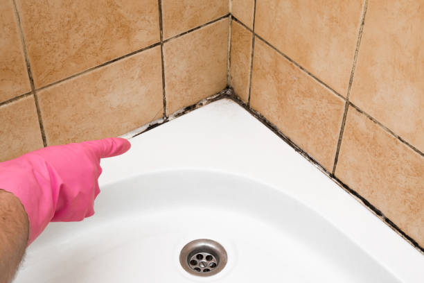 Best Commercial Mold Removal  in Alhambra, CA